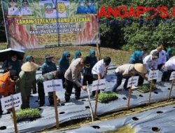 Wujud Nyata Dukungan Ketahanan Pangan, Pemda dan PKK Konut Laksanakan Gerakan Tanam Cabai Serentak 